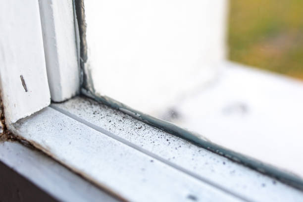 Best Water Damage & Mold Remediation  in Golden Shores, AZ