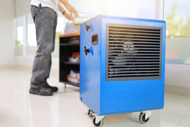 Reliable Golden Shores, AZ Mold Removal Solutions