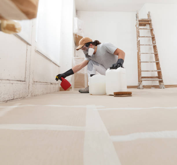 Best Black Mold Removal  in Golden Shores, AZ