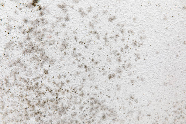 Best Forensic Mold Investigation  in Golden Shores, AZ
