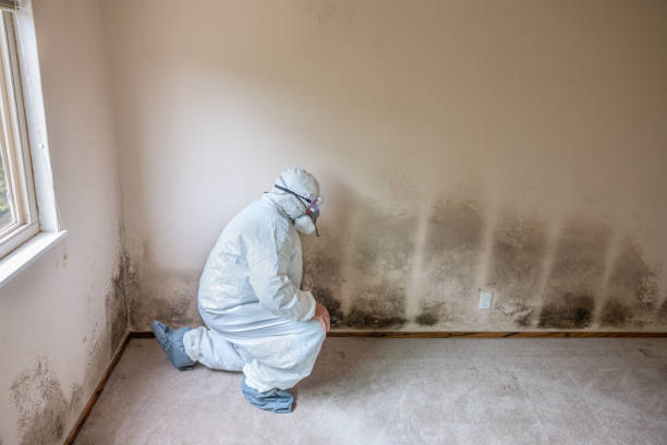 Best Mold Damage Restoration  in Golden Shores, AZ