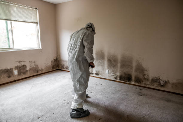 Best Mold Odor Removal Services  in Golden Shores, AZ