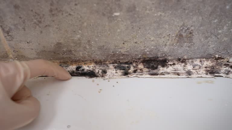 Best Asbestos and Lead Testing During Mold Inspection  in Golden Shores, AZ