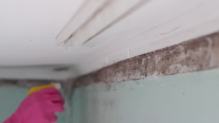 Best Crawl Space Mold Remediation  in Golden Shores, AZ
