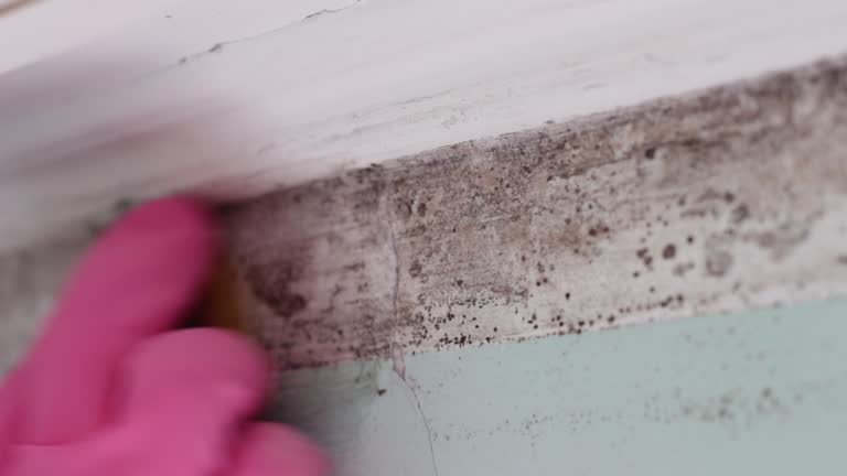Best Asbestos and Lead Testing During Mold Inspection  in Golden Shores, AZ
